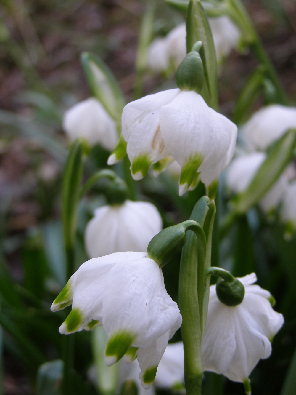 Leucojum vernum var vagneri '